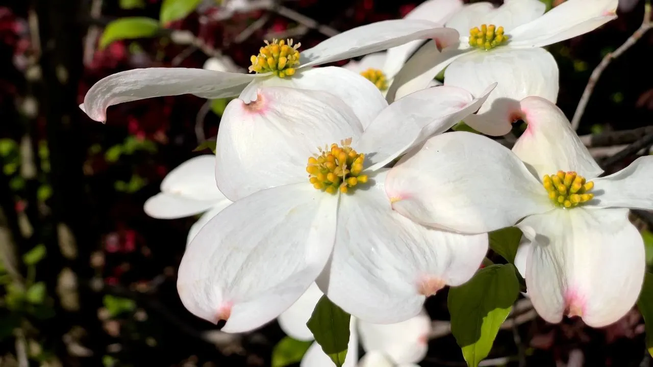Il cornus da fiore protagonista della collina torinese