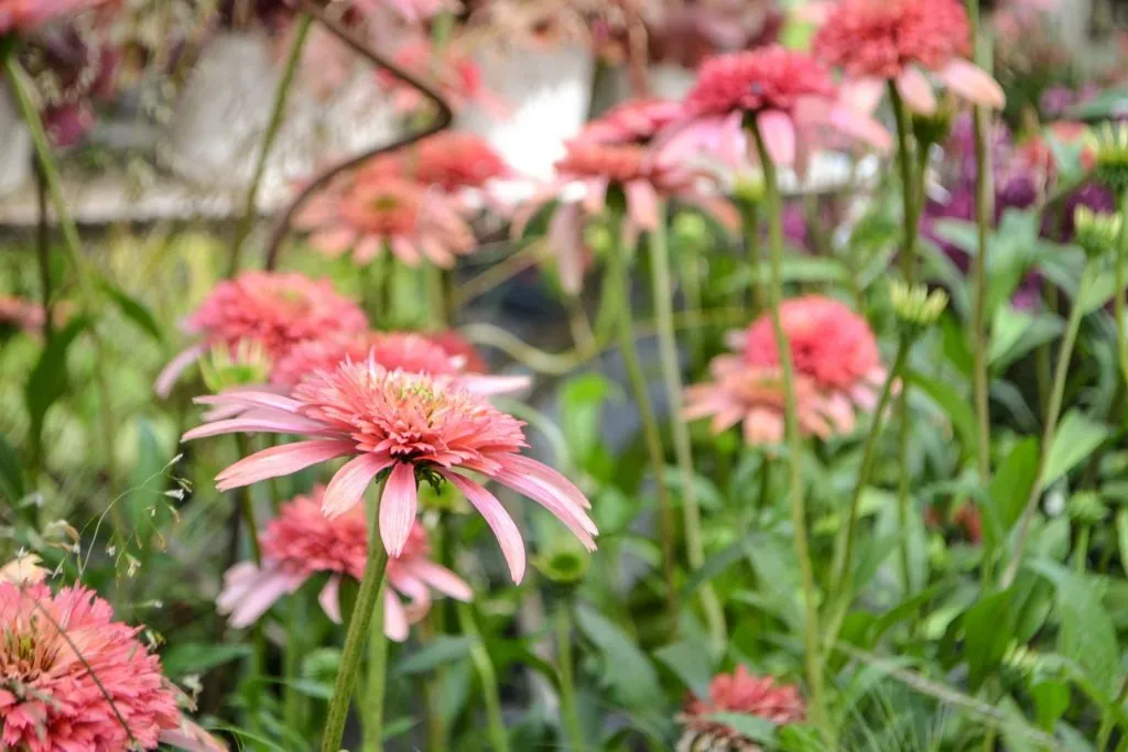 terrazzo sul fiume 09 1920 1000 80 c