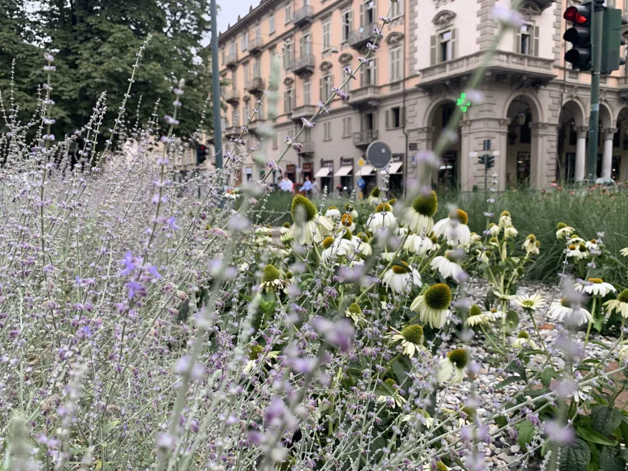 Aiuole spartitraffico Torino