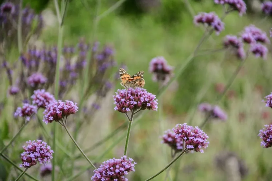 Giardino xerico Valfenera