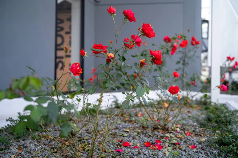 19 domino s head quarter