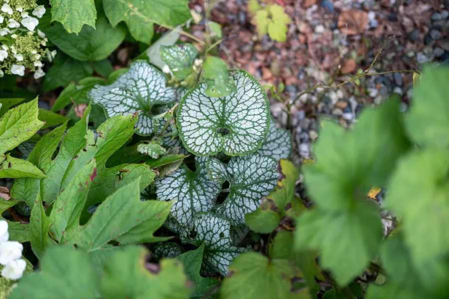 Brunnera macrophylla