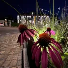 Echinacea in rotonda stradale