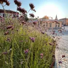 Bordura con echinacea per rotonda stradale