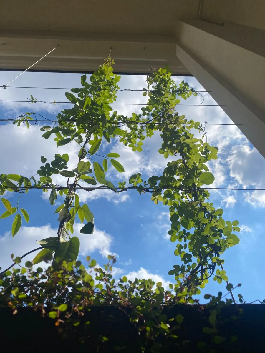 Rampicante su cavi di acciaio a definire le finestre di una ex fabbrica convertita a spazio sociale. Dettaglio.