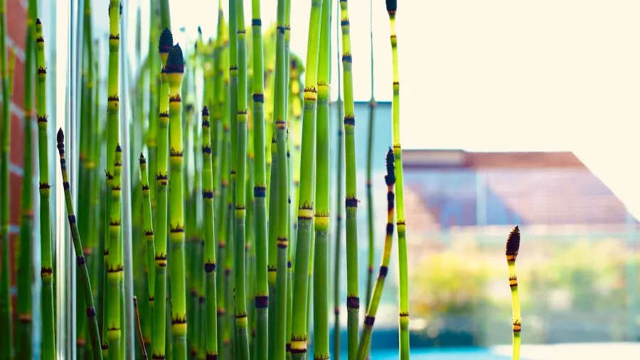una piscina sul tetto