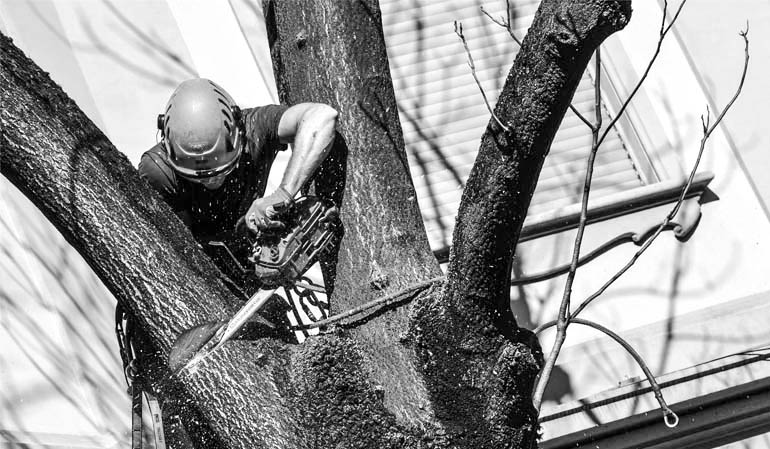 Tree climbing <br />  Torino